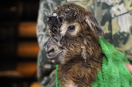 A newborn lamb