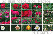 Rose Garden Photo Pack, a Templates & Theme by c l a r a X Y (Thumbnail 2 of 6)