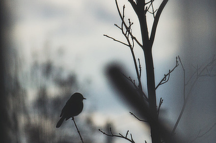 Melancholy Kookaburra preview 4