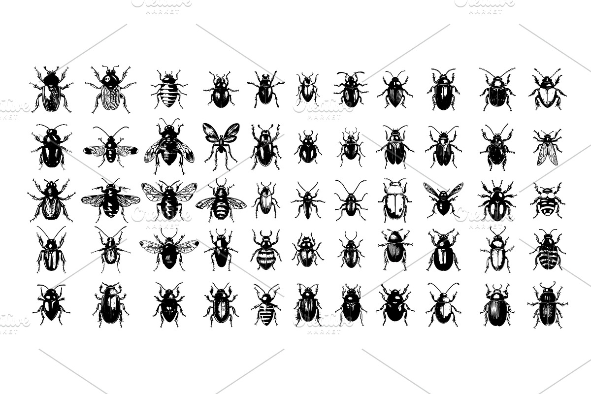Beetles ink sketch vector set, an Animal Illustration by Onyx