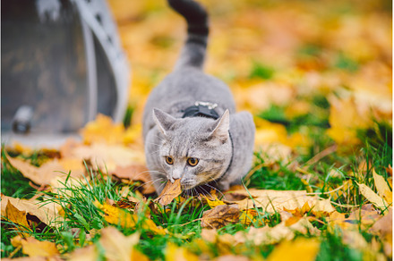 Gray cat in backpack with porthole