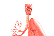 Lungs animated, a Characters & Person 3D Model by konstantin.ermolaev (Thumbnail 6 of 13)
