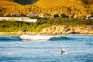 Whale Tail at Hermanus, South Africa, an Animal Photo by THP Creative