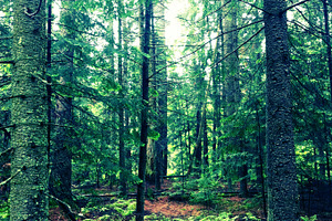 Adirondack Forest Trees
