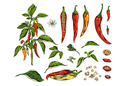 Chili peppers, pod slices, leaves, a Food Illustration by Sabelskaya