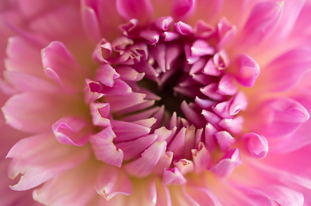 Pink Mum