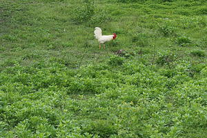 cock in grass, a Photo by WorldOfPhotos