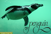 Invitation Script Two, a Script Font by Intellecta Design (Thumbnail 3 of 4)
