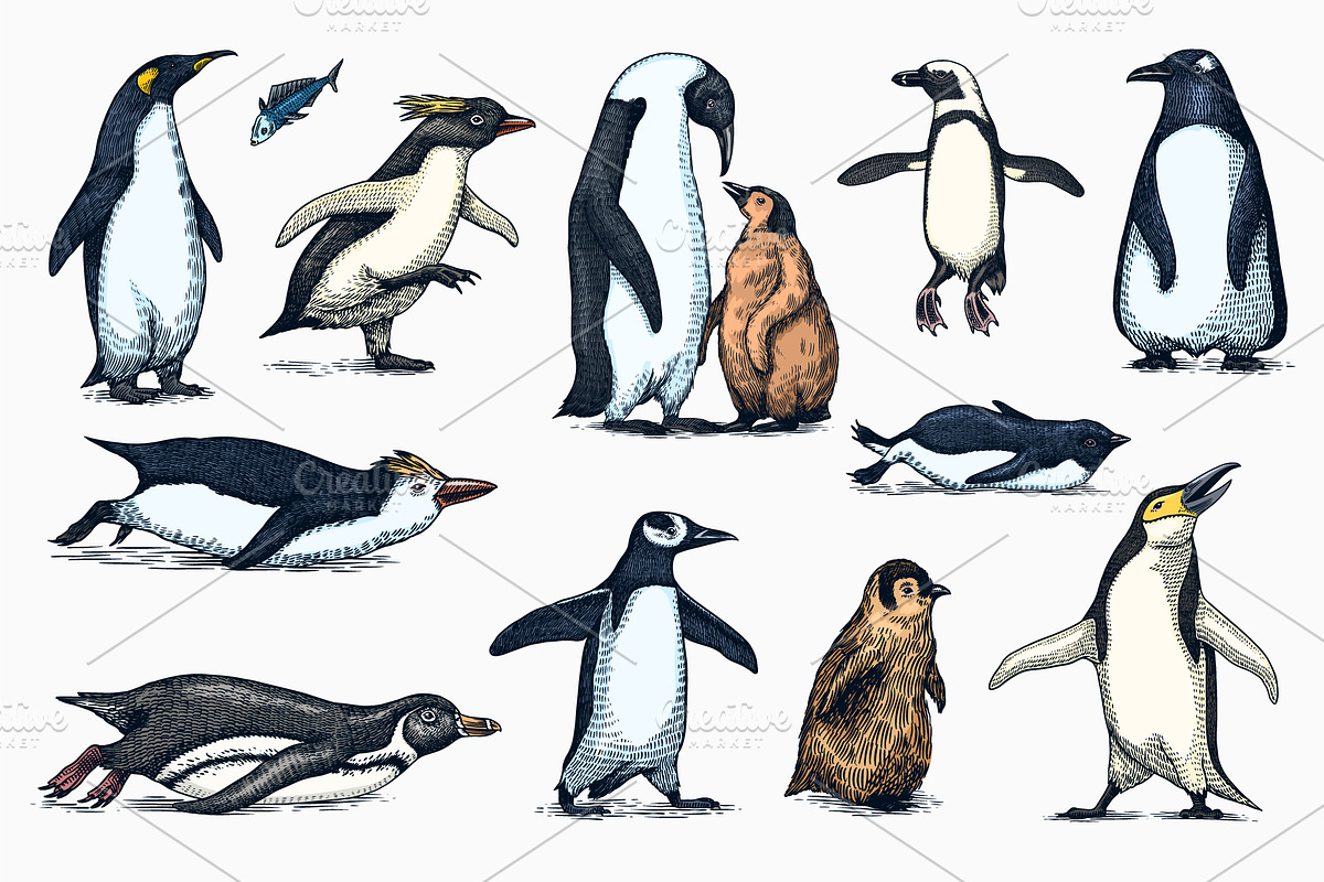 Penguin set. Northern animals draw, an Animal Illustration by Arthur Balitskiy (Photo 3 of 3)