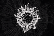 Gothic Calligraphy Brushes, a Brush Add-On by Emmanuel Buron (Thumbnail 3 of 12)