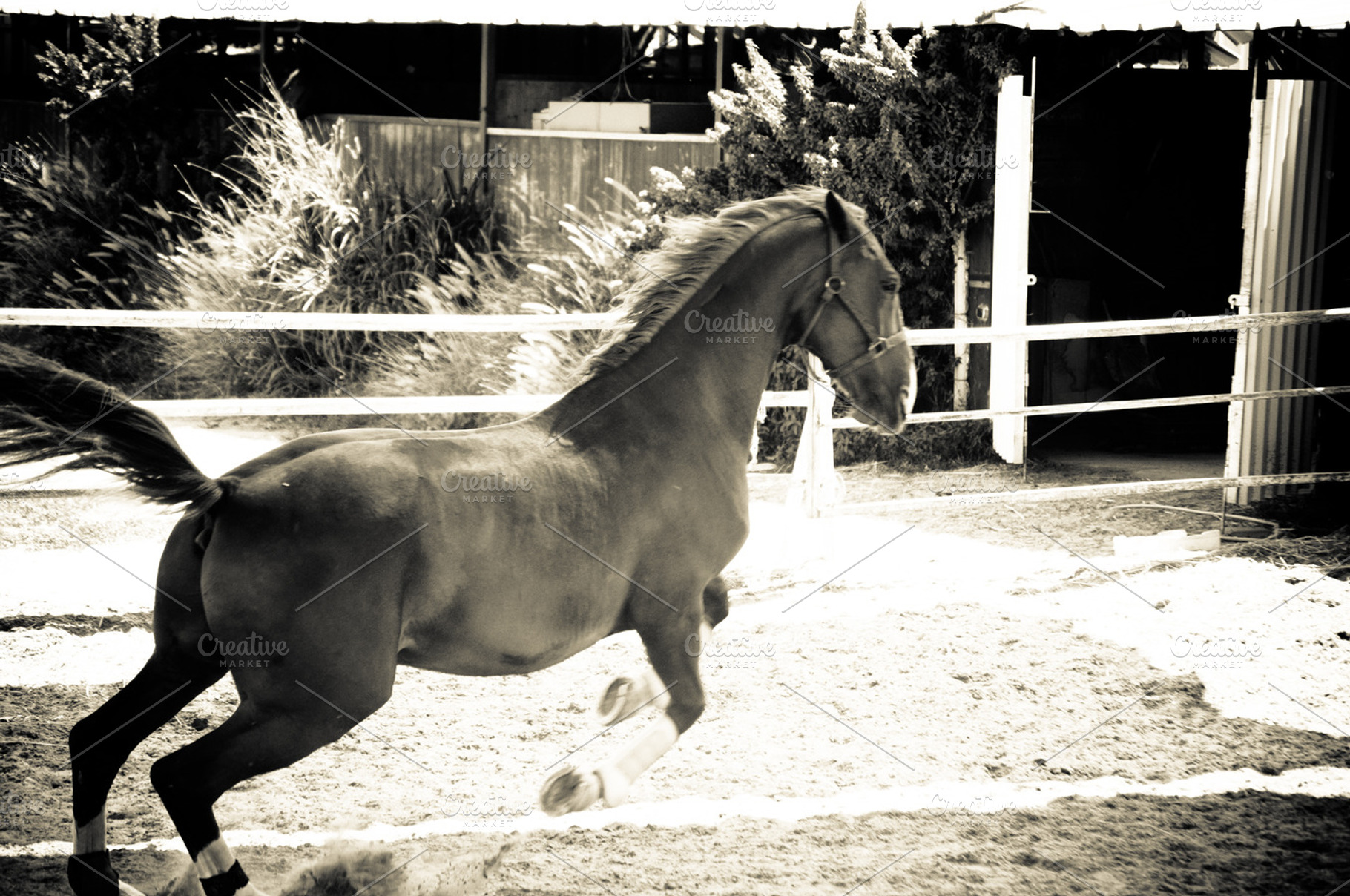 Horse and ranch no3 stock photo