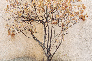 Dry tree in flower pot, a Nature Photo by BOOCYS