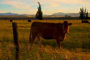Cow Stock Bundle, an Animal Photo by r.r.palacios (Thumbnail 4 of 14)