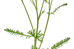 A branch of flowering yarrow with green leaves on isolated backg, a Nature Photo by ndanko