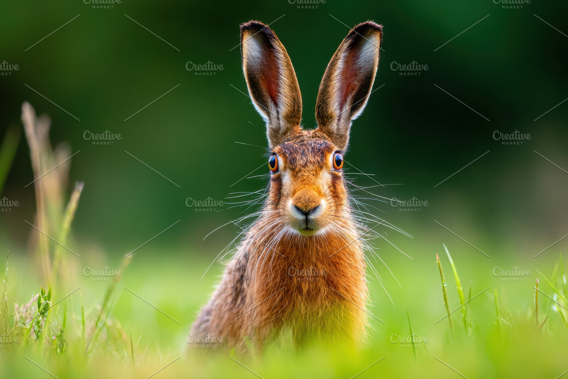 Close-up of a brown hare in green grass, an Animal Photo by AlyaAnd