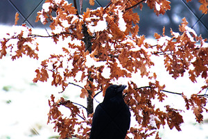 Raven and Snowy Tree Photograph