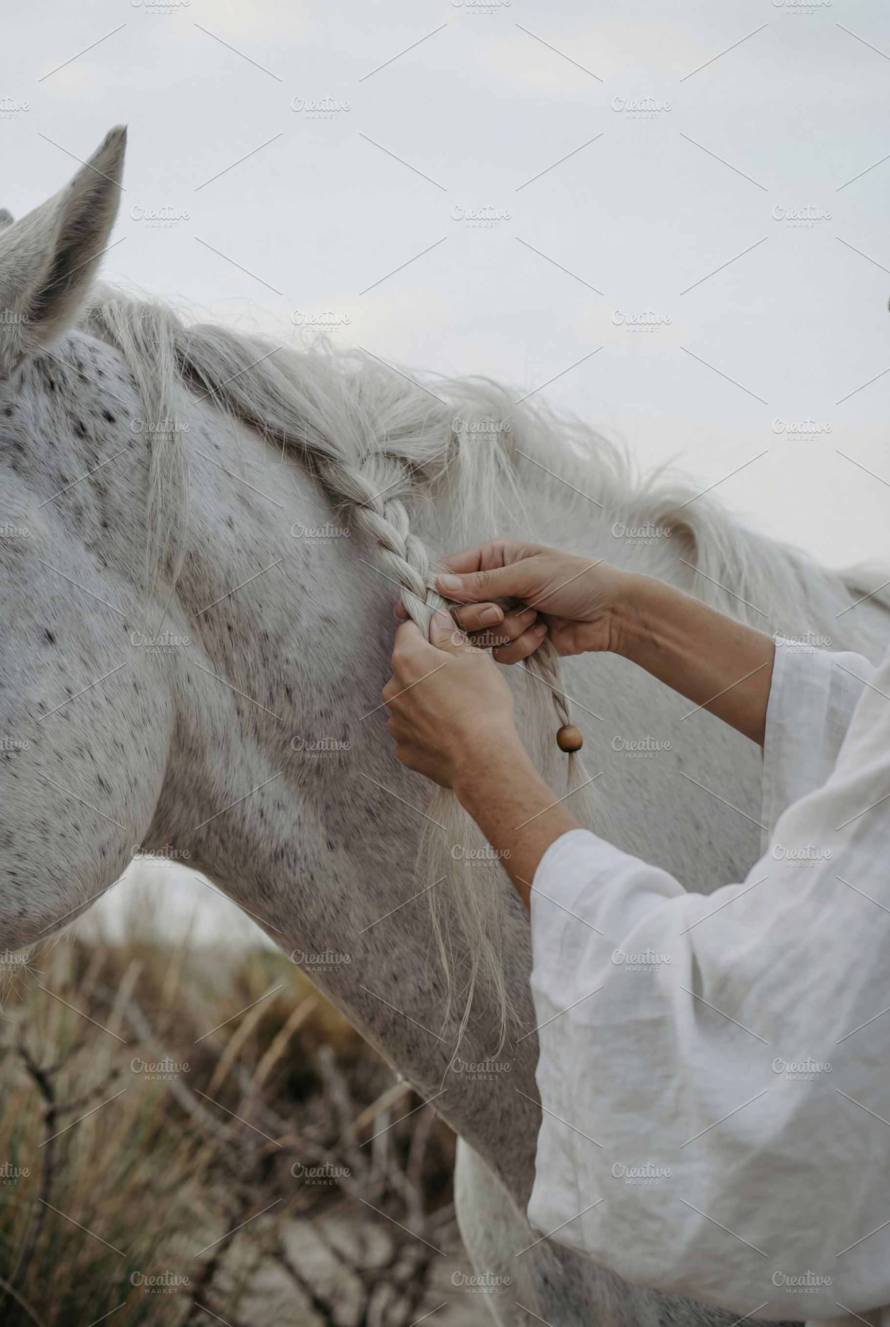 Braiding White Horse Mane, an Animal Photo by Virgo Studio