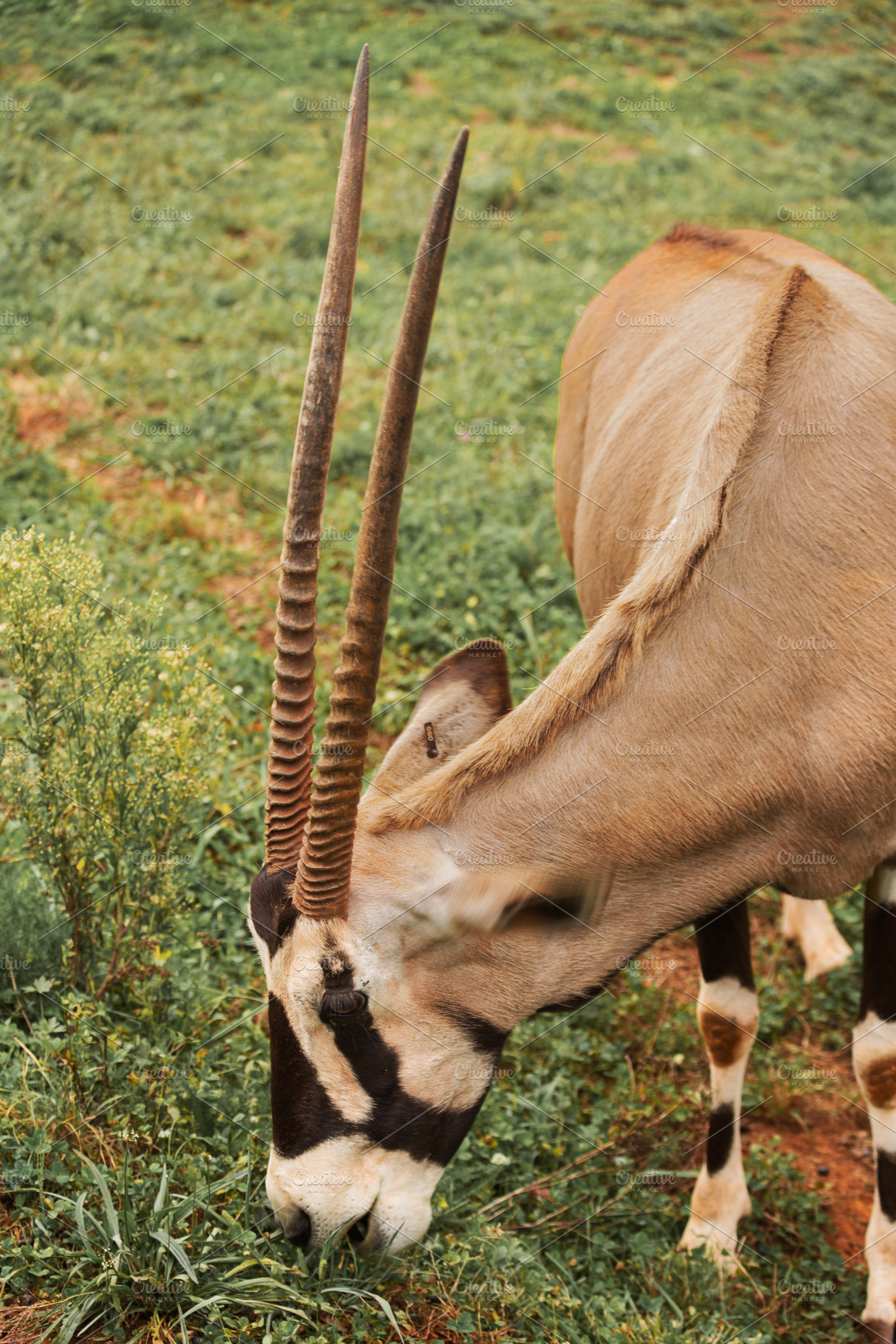 African Oryx Grazing in a Natural Gr, an Animal Photo by Perpis