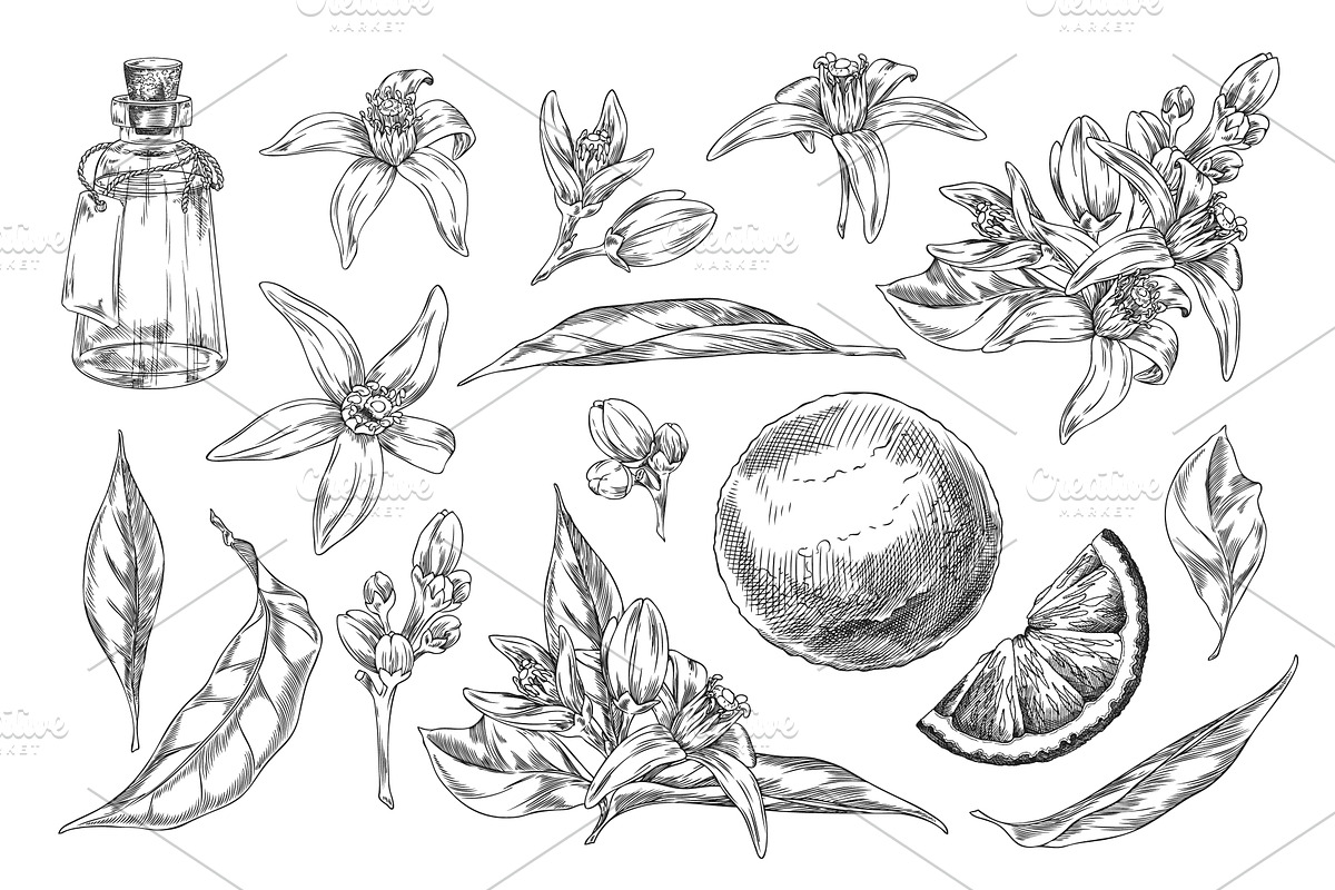 Pencil sketch of neroli flowers, an Object Illustration by Sabelskaya