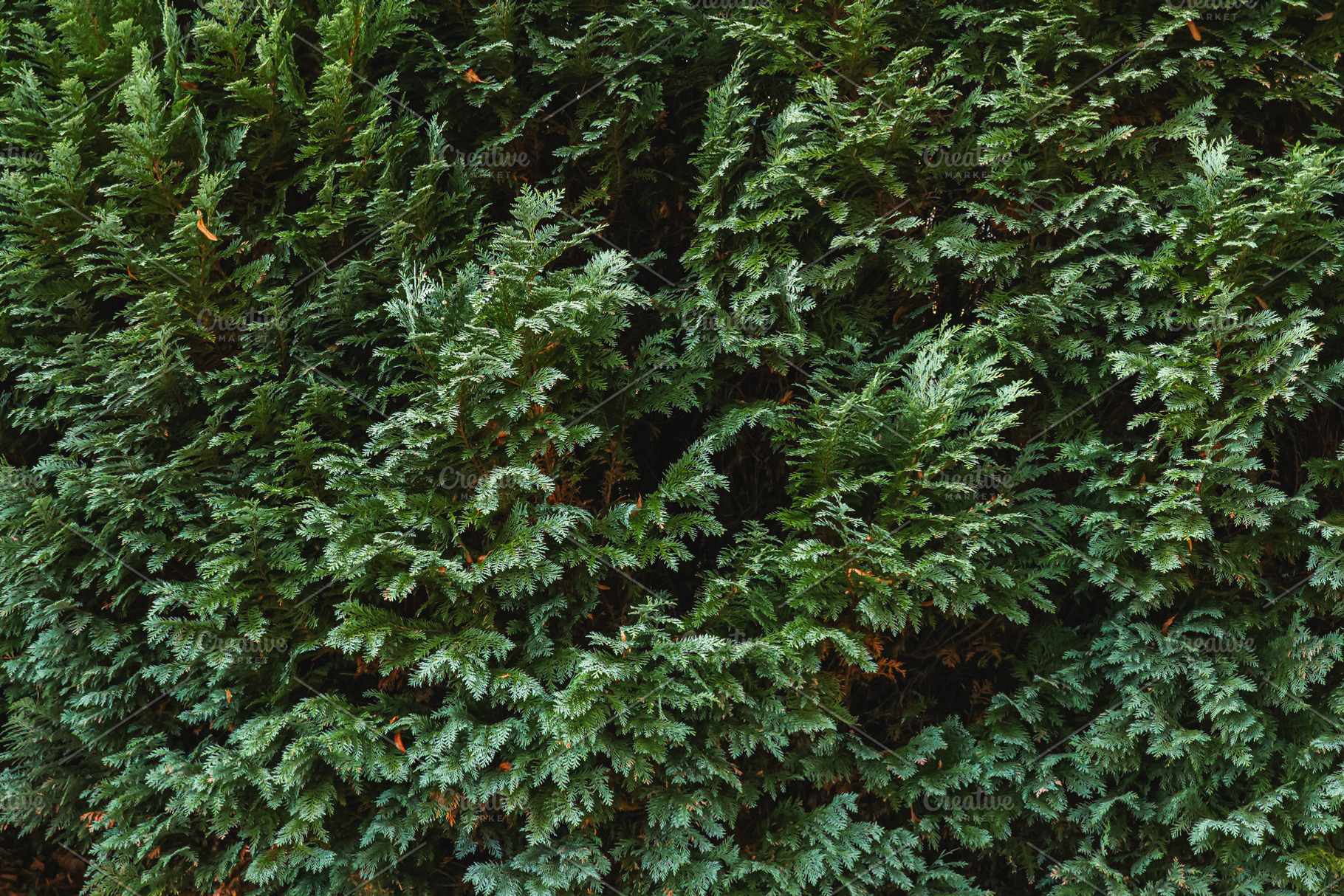 Green cypress tree branches forming a natural texture background, providing a v, a Photo by Studio ANNA