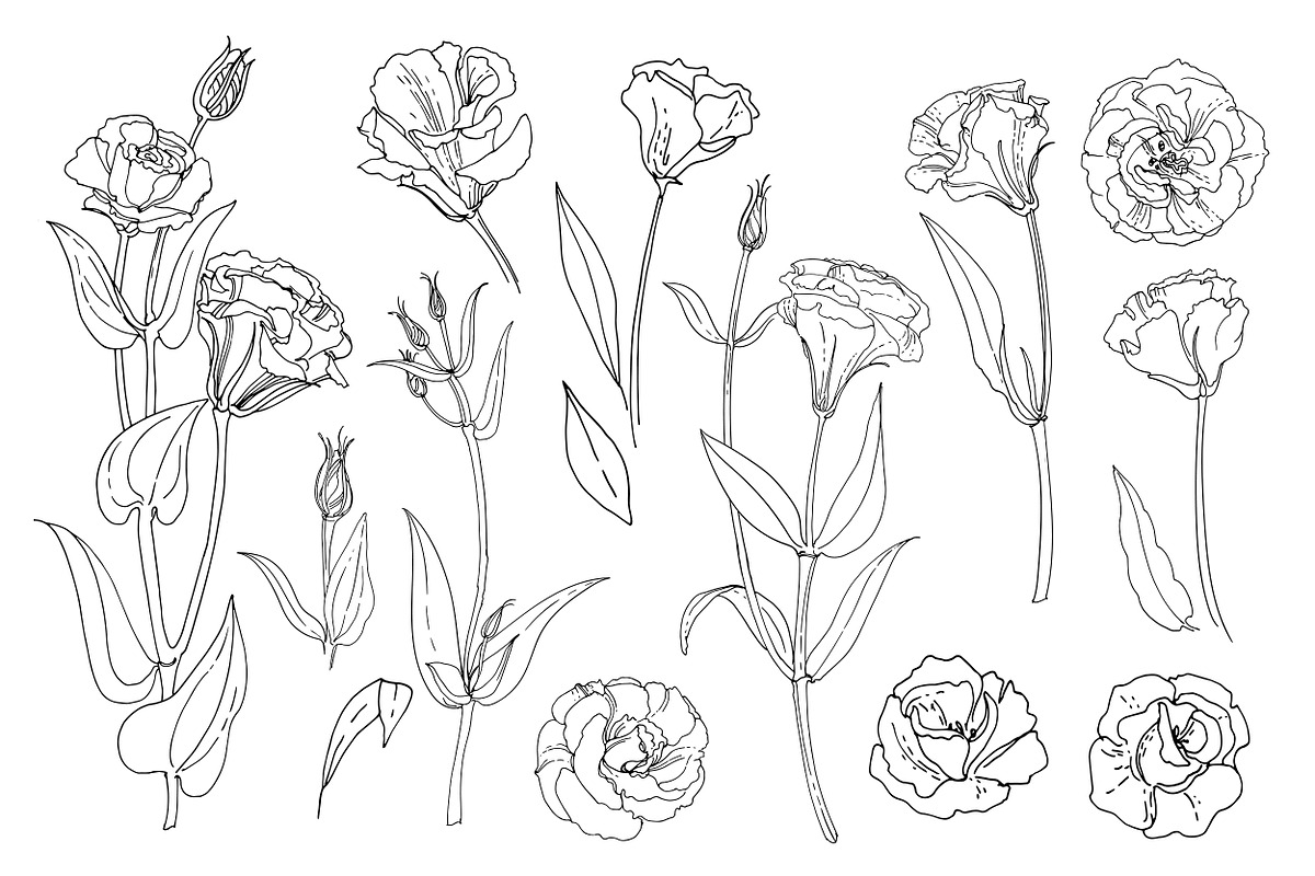 Eustoma flower. Sketch vector line, a Texture Illustration by irina.vaneeva (Photo 3 of 3)
