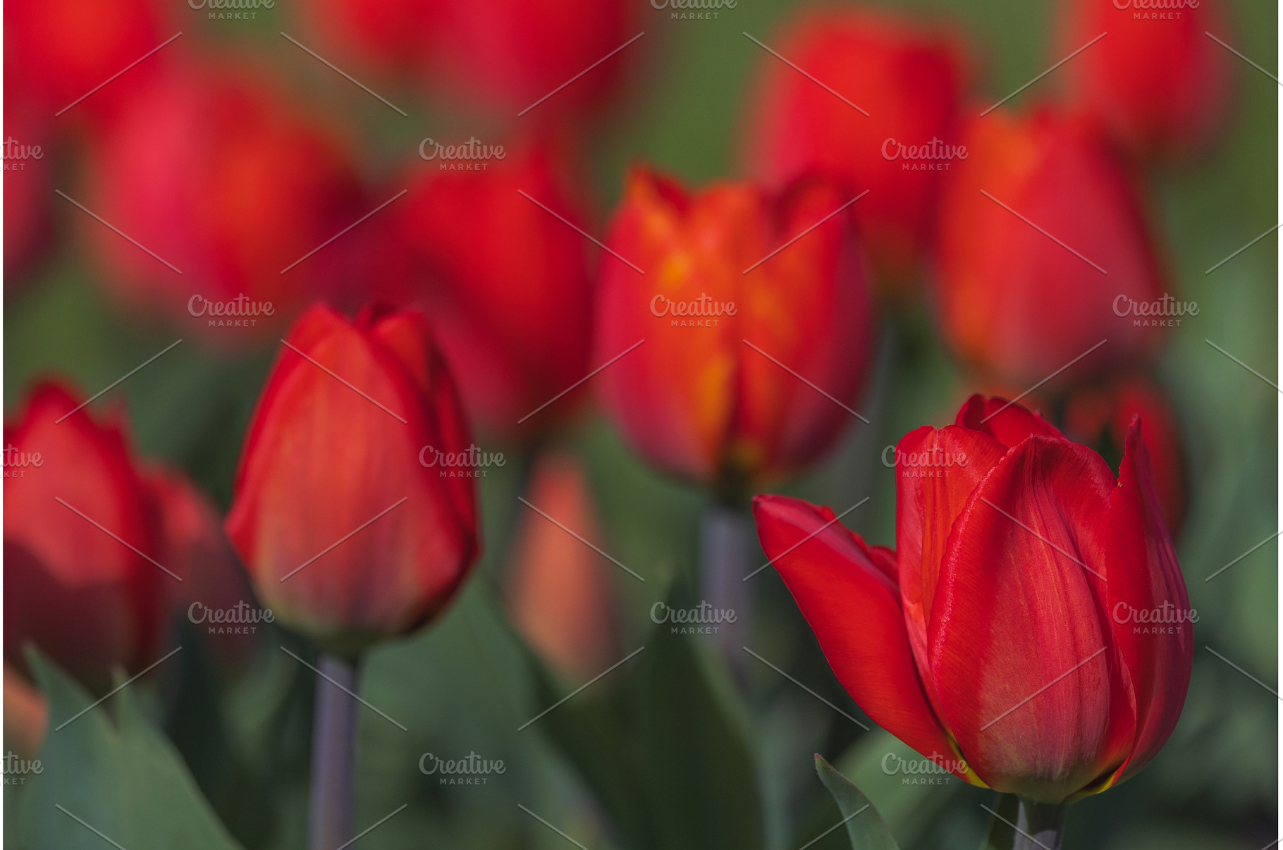 Bicolored red tulips in sunny day, a Nature Photo by Lukas Jonaitis SHOP