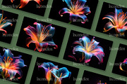 16 Lily Luminograms Wallpapers, a Wallpaper Graphic by Incomelion (Thumbnail 5 of 6)