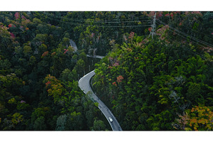 Winding road crossing lush green