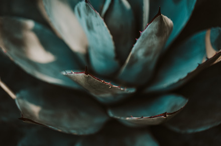 Closeup of green tropical plants stock photo containing abstract and, a Nature Photo by Valeria Art