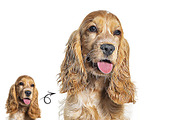 Portrait 0il Painting Action, an Action Add-On by MRI STUDIO (Thumbnail 6 of 11)