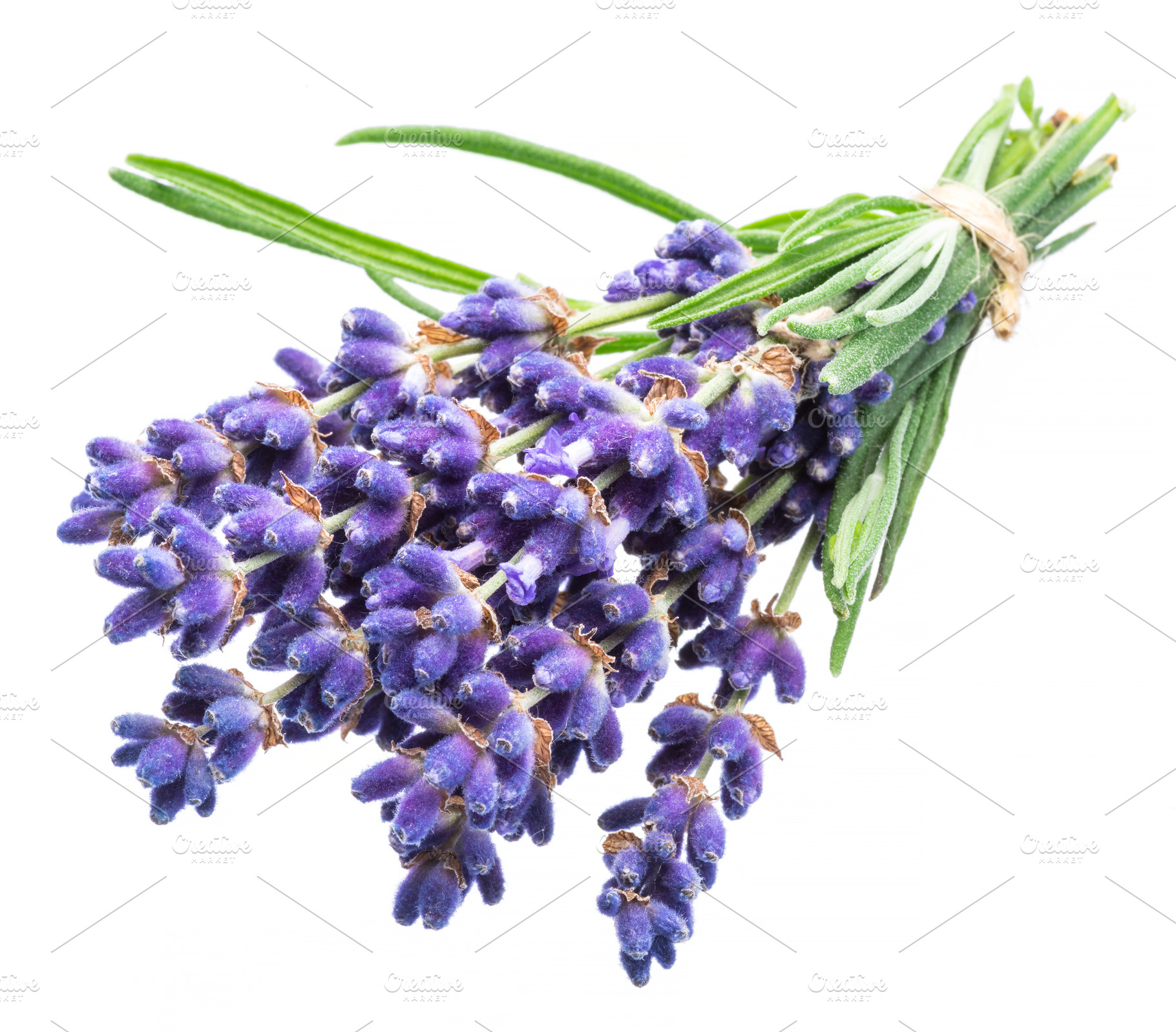 Bunch of lavander flowers, a Nature Photo by Volff