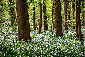 Stunning spring beech forest scene, a Nature Photo by Nature and travel