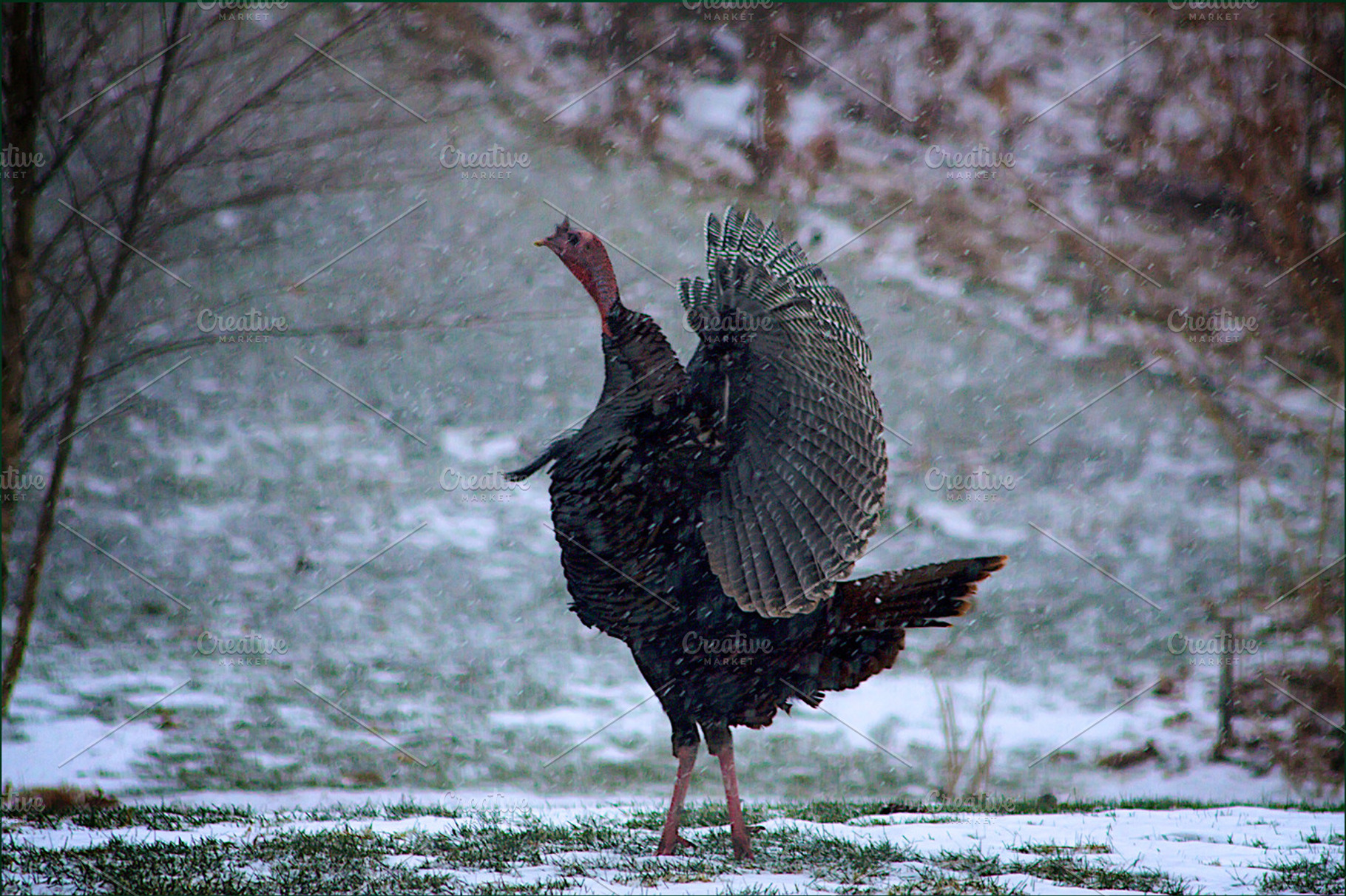 What A Turkey