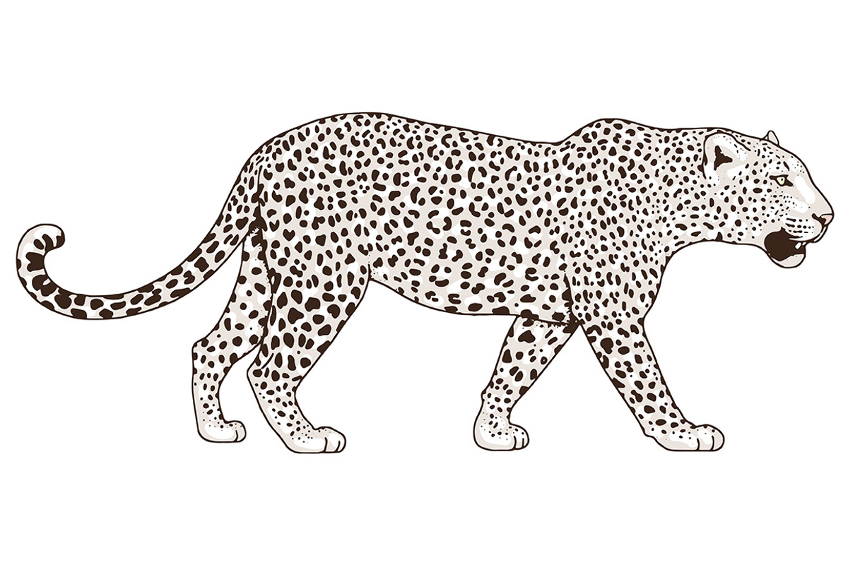 White LEOPARD, an Animal Illustration by Tanya Akhmett (Photo 6 of 6)