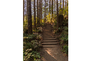 Steps on trail to waterfall in, a Nature Photo by Backyard Stock