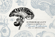 Anatomy & Skeleton PNG Lineart Pack, a Person Illustration by Century Library (Thumbnail 4 of 7)