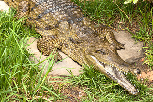 Crocodile With Jaws Open