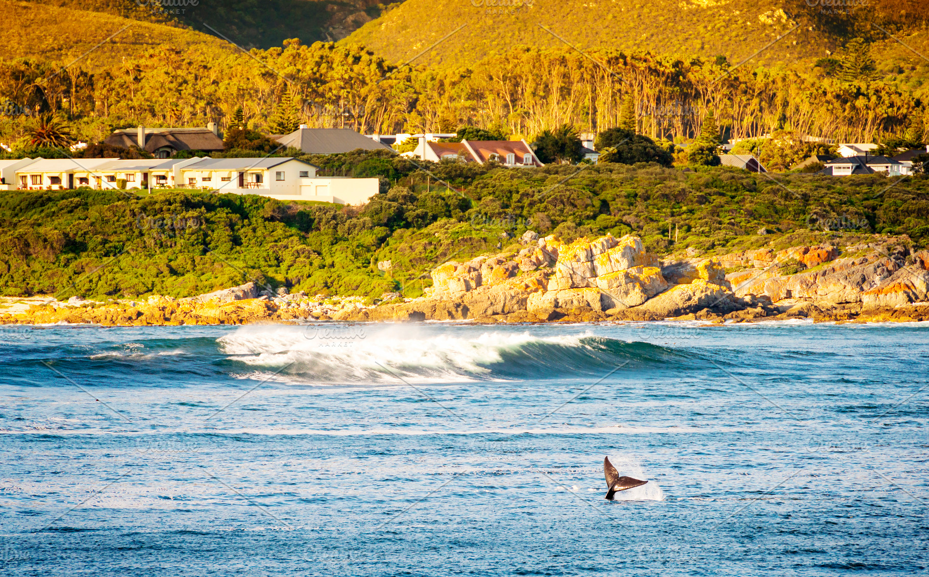 Whale Tail at Hermanus, South Africa, an Animal Photo by THP Creative