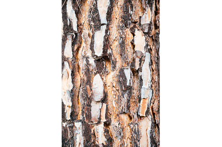 Background of a pine bark. Image ofa