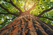 98 Trees view from below, a Nature Photo by Handmadefont (Thumbnail 13 of 98)