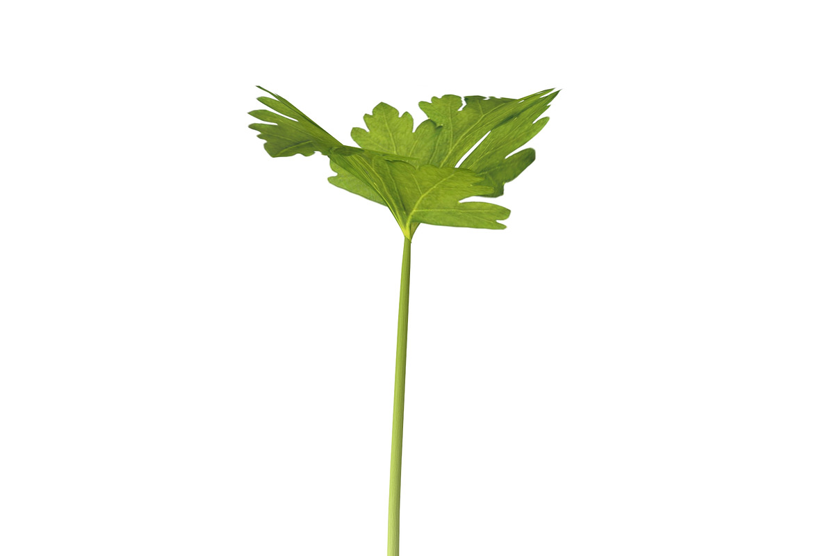 Celery, an Environmental 3D Model by AndrewWhite (Photo 6 of 9)