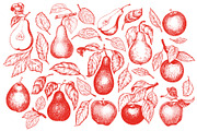 Apple & Pear Vector Collection, a Food Illustration by Lubov Illustrations Shop (Thumbnail 2 of 4)