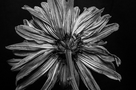 Behind Me BW Chrysanthemum