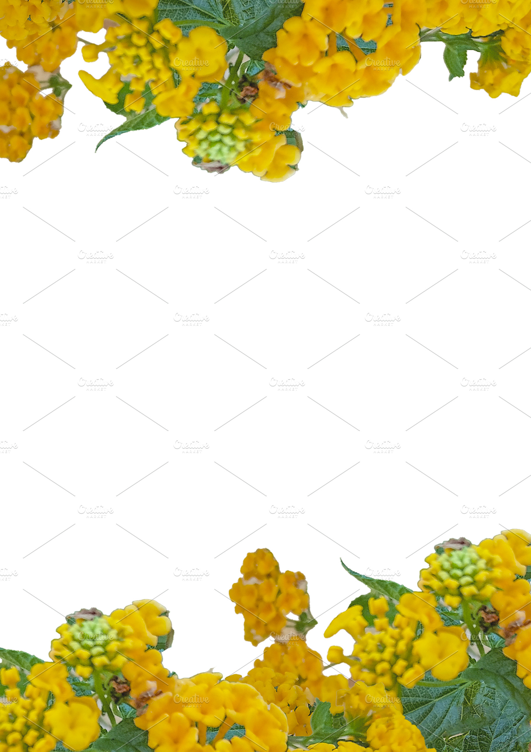 Blank background with floral borders decoration, a Nature Photo by DanFLCreativo