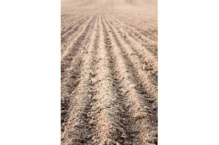 Furrows in a field after plowing it., an Animal Photo by Our Amazing World