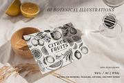 Citrus Fruit Vector Illustration Set, a Food Illustration by Yevheniia (Thumbnail 11 of 11)