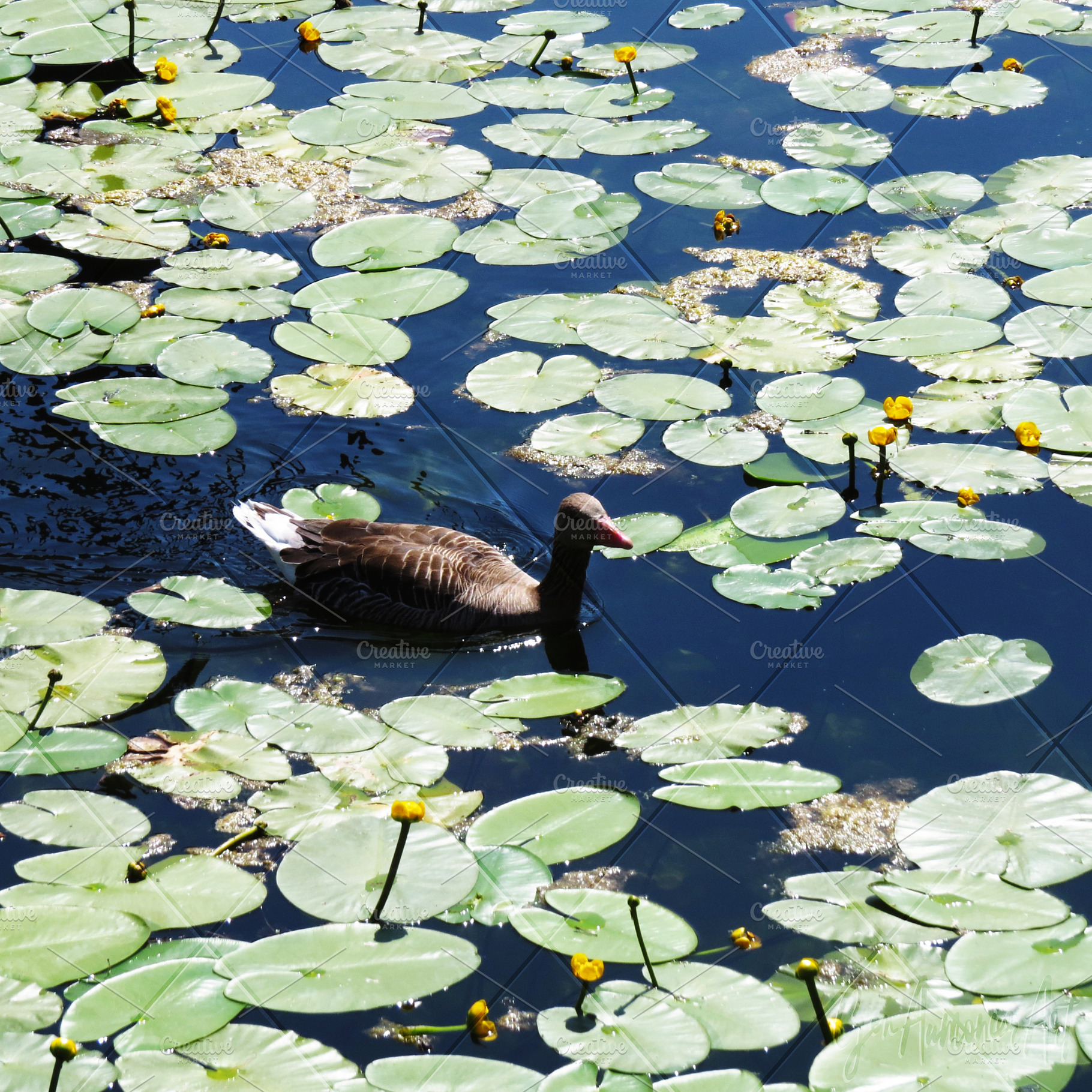 Grey Leg Goose with Lilypads Photo, an Animal Photo by Gen Aumonier