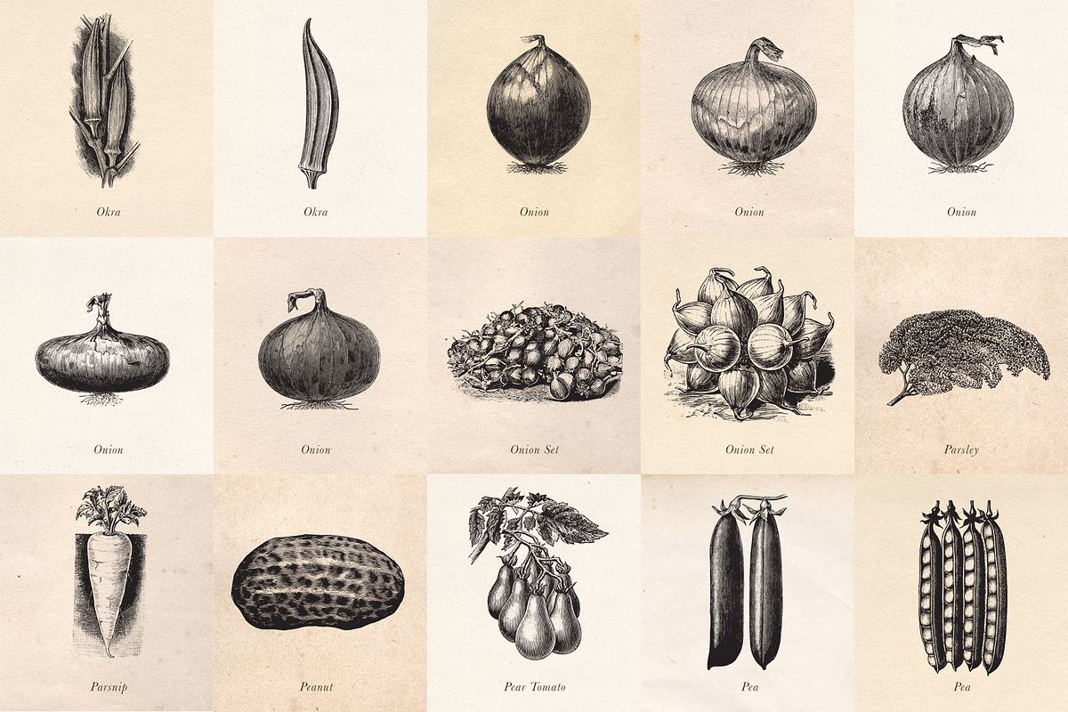 Vintage Fruit Vegetables & Flowers, an Object Graphic by Eclectic Anthology (Photo 5 of 11)