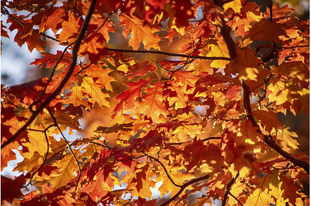 Autumn oak background, a Nature Photo by Nature and travel