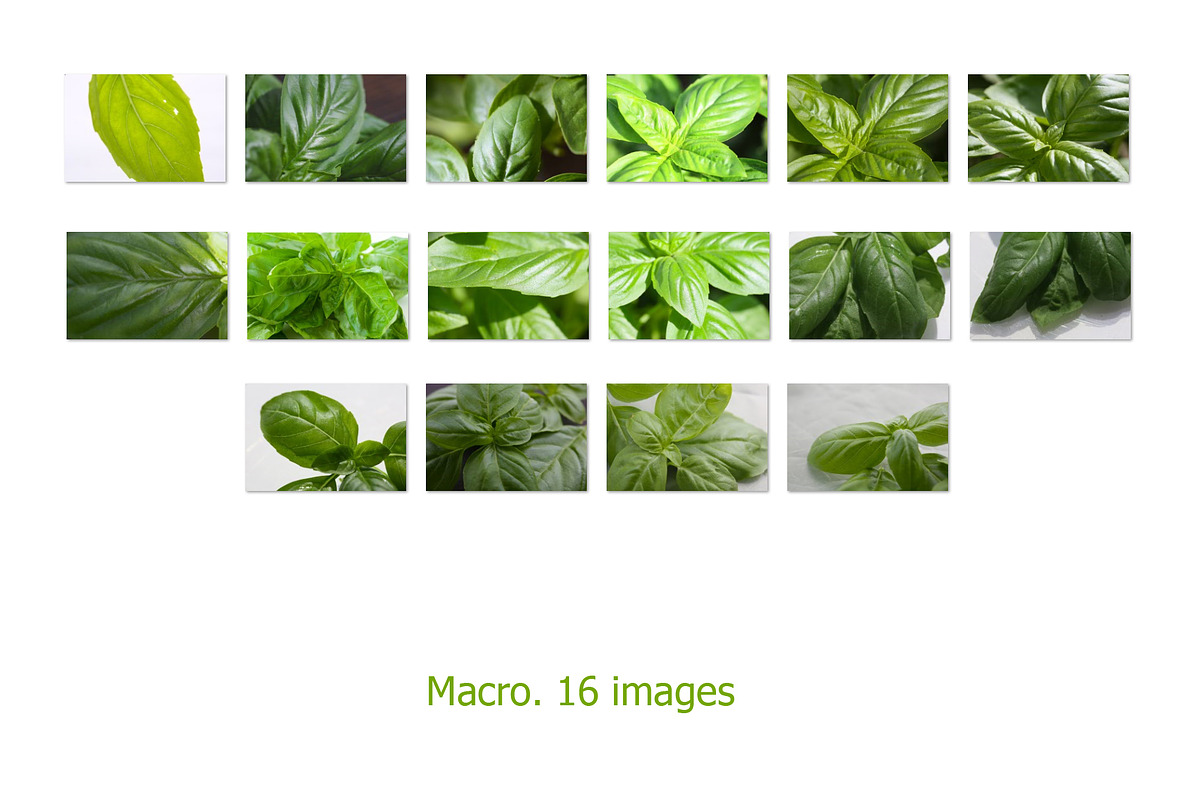 Basil leaves and herb, 100 images, a Food & Drink Photo by Pullia (Photo 5 of 7)